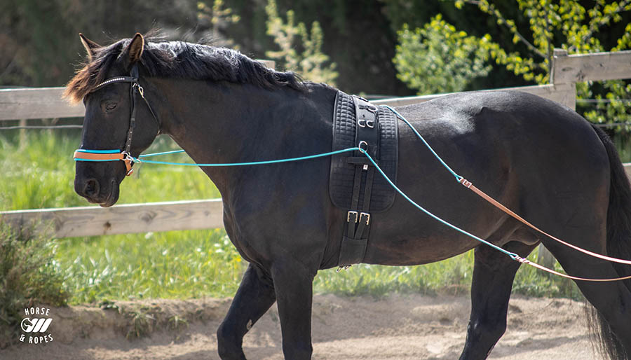 longues r&ecirc;nes biothane et corde d&eacute;tails cheval